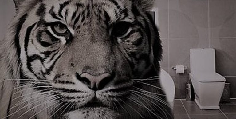 Read more about the article The Tiger in the Toilet
